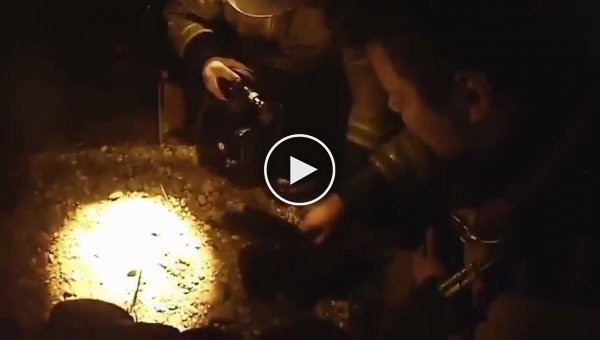 Во время пожара в Белогорске спасатели реанимировали кота