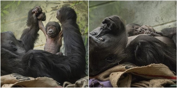 В Лондоне родилась одна из редчайших обезьян в мире (6 фото + 1 видео)