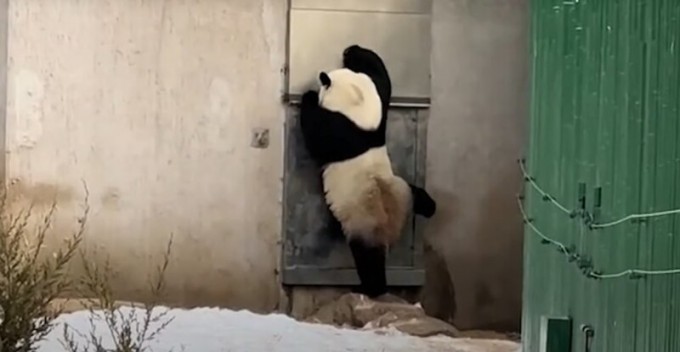 Настойчивую панду приняли за переодетого смотрителя зоопарка (2 фото + 1 видео)