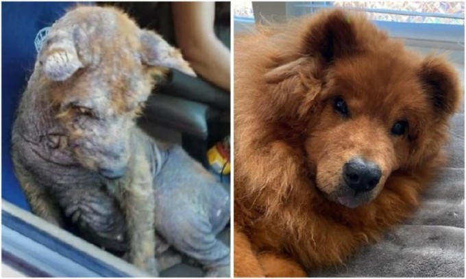 До и после: 30 трогательных фото спасённых собак (31 фото)