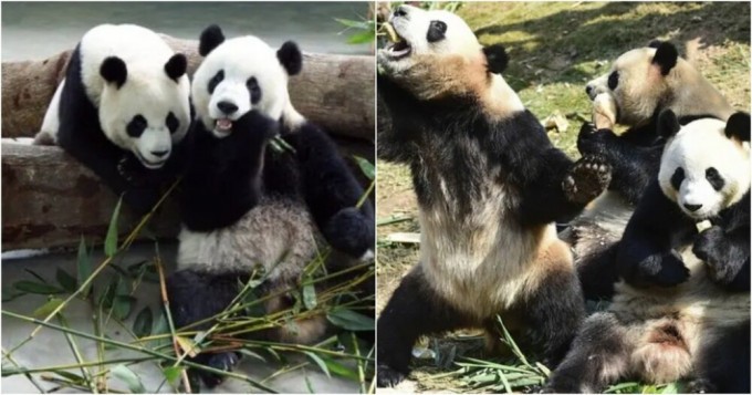 Китай забирает 3 из 5 панд из бельгийского зоопарка (2 фото + 4 видео)