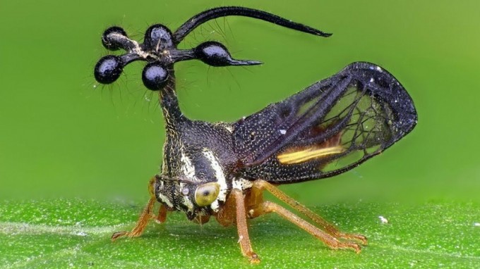 Почему  это насекомое похоже на инопланетного монстра и почему  ученые уже 200 лет не могут разгадать его тайны  (15 фото)