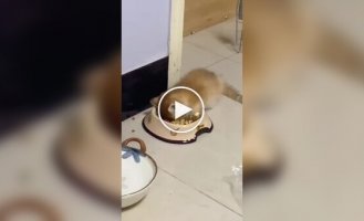 Котенок уснул в миске
