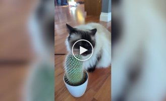 Кот использует кактус в качестве чесалки