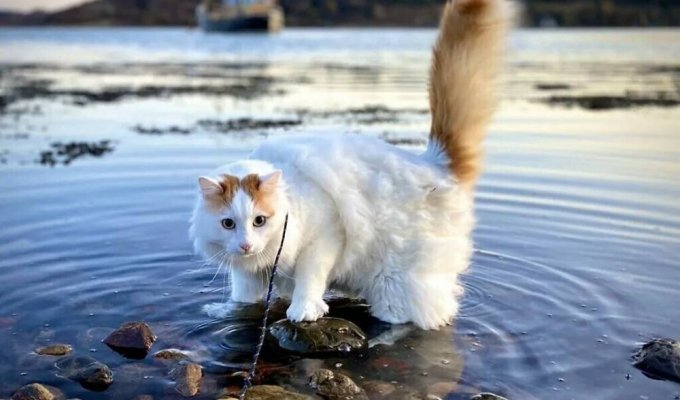 Турецкий ван: кошки, которые обожают воду (4 фото)
