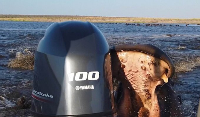 В Намибии бегемот напал на лодку с туристами (4 фото + 1 видео)