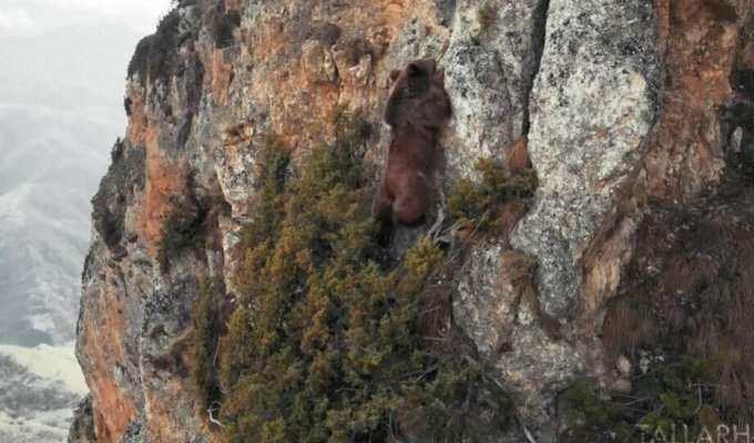 Медведь-альпинист ловко забирается по скалам (3 фото + 1 видео)