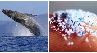 Microplastics in the body of the largest mammals: about 10 million of these particles enter the digestive system of blue whales daily (7 photos)