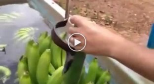 Banana trimming tool