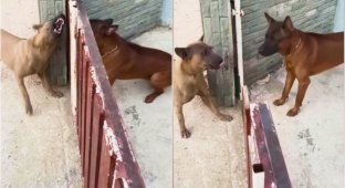 Dog show-offs: why dogs bark at each other behind a fence, but as soon as you open it, they immediately calm down (6 photos + 2 videos)