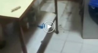 Rescue: a cat's reaction to an owner trying to chase away a rodent