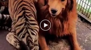 The dog raised the tiger cubs