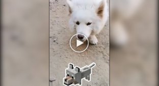 What happens if you cross a Samoyed and a Corgi?