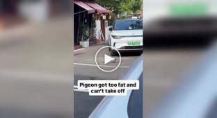 У Китаї помічений бодіпозитивний голуб