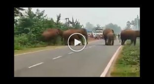Слоны создали кордон безопасности вокруг детёныша на индийской дороге ёнок, дорога, лес
