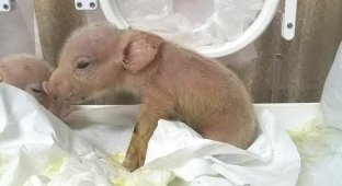 В Китае родился первый в мире гибрид свиньи и обезьяны (3 фото)