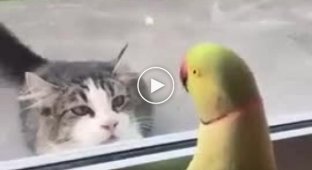 The parrot knows a lot about teasing the cat