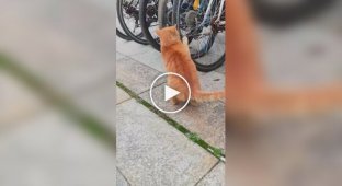 Veloscratcher strikes