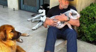 Arnold Schwarzenegger got a pig, a horse and a donkey to overcome his midlife crisis and cope with depression (4 photos + 1 video)