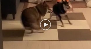 Необычно синхронные танцы у двух забавных собак