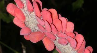 Розовая цикада: Зачем этим насекомым десятки восковых хвостиков? (8 фото)