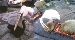 American White Pelican: This Bird's Beak Is a Bottomless Abyss! (10 photos)