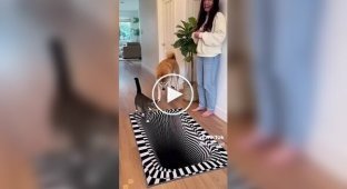 Забавные реакции домашних животных на 3D-ковры с оптической иллюзией