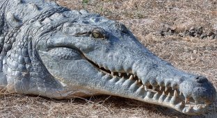 Оринокский крокодил: закованный в чешуйчатую броню монстр (11 фото)