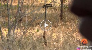 Mongoose made a bungee out of a snake