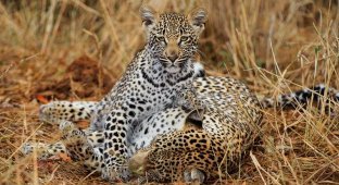Африканские леопарды в фотографиях Грега дю Туа (16 фото)