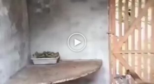 Олень павук