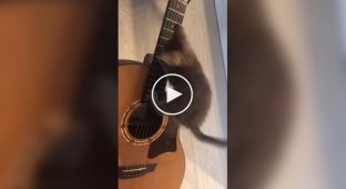 Котенок-гитарист
