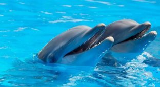 We Will Soon Be Able to Communicate with Dolphins Using Artificial Intelligence (5 photos + 1 video)