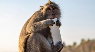 Мужчина хитростью вернул украденный обезьяной смартфон (2 фото + 1 видео)