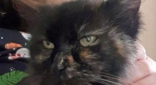 The cat returned to its owners 9 years after it went missing (3 photos)