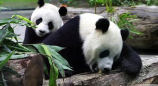 Bears were abused: 12 tourists were banned for life from visiting a panda breeding center in China (4 photos + 1 video)