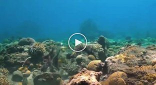 Осьминоги часто бьют рыбу во время совместной охоты