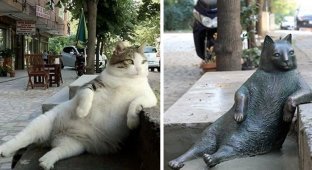 Самый знаменитый кот Стамбула удостоен памятника из бронзы (8 фото)