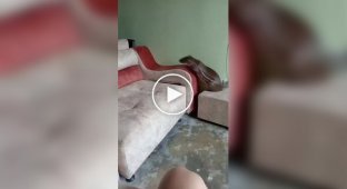Какая странная собака у Вас