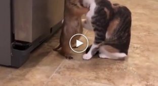 Unusual relationship between a cat and a gopher