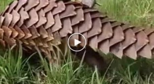 A normal day in the life of a pangolin
