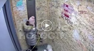 Драматические кадры из лифта: собака вырвалась из кабинки, а поводок остался внутри
