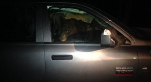 Медведица и медвежонок переночевали в машине (3 фото)