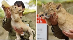 A well-fed lion cub fell asleep in the arms of the caretaker (5 photos)
