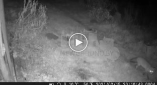 Cat intercepts predator: showdown between fox and pet