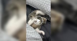 Подборка спящих кошек