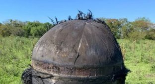 An Unidentified Furry Object Fell on a Farm in Argentina (4 photos)