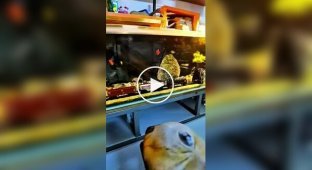 Китайский мастер собрал подводный поезд для аквариума