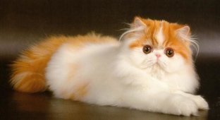 Top 10 most beautiful cats in the world (10 photos)