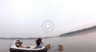 Парни спасли двух оленей, которые застряли посреди озера